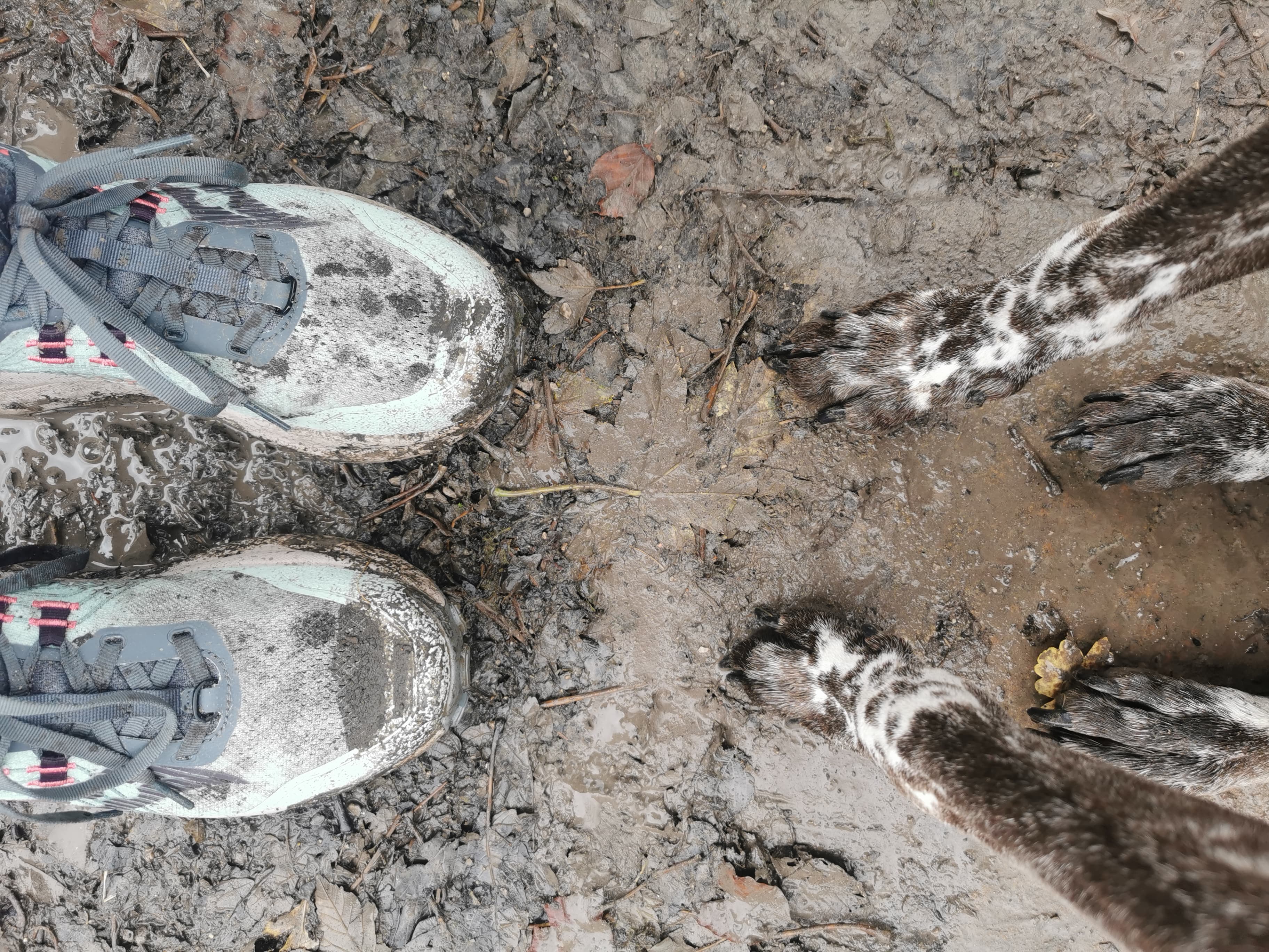 Muddy running shoes and dog paws on a wet trail