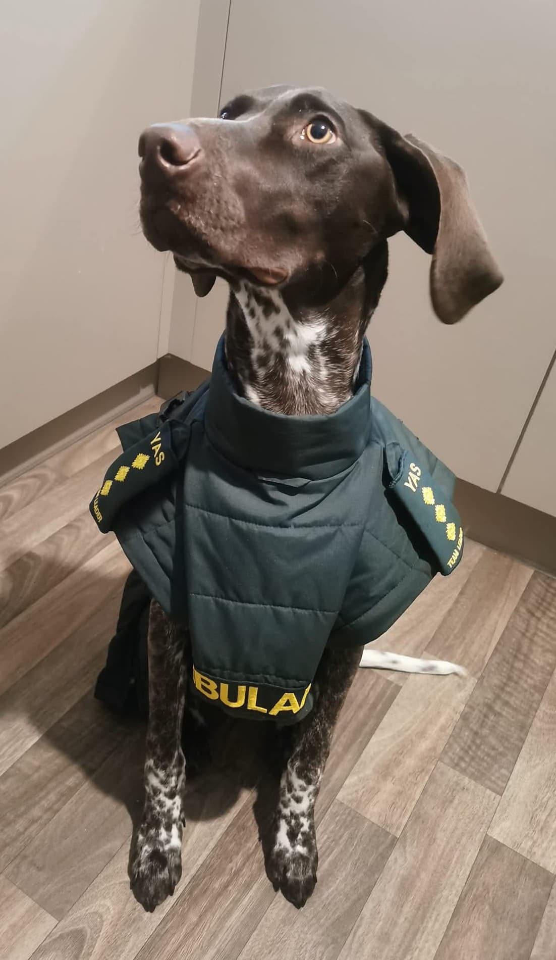 Juno wearing a Yorkshire Ambulance Service uniform vest